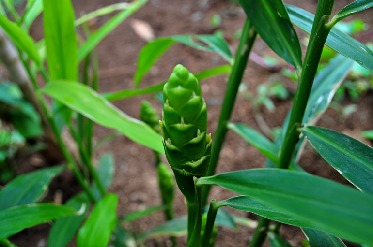 Ginger plant with flower.